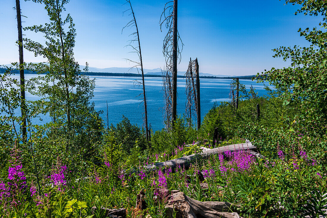 Flora und Landschaft entlang des Jenny Lake Trail, Grand Teton Nationalpark, Wyoming, USA