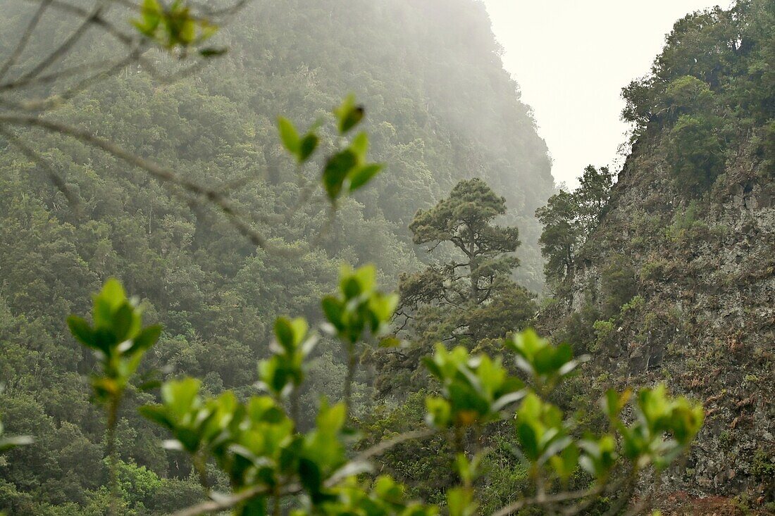 Naturpark Los Tiles an der Ostküste, La Palma, Kanarische Inseln, Spanien