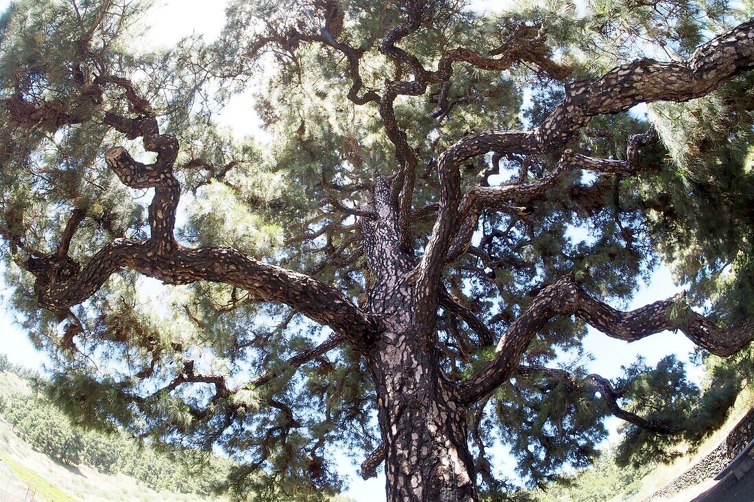 Riesenpinie (Pinus) bei Fuencaliente, Südküste, La Palma, Kanarische Inseln, Spanien