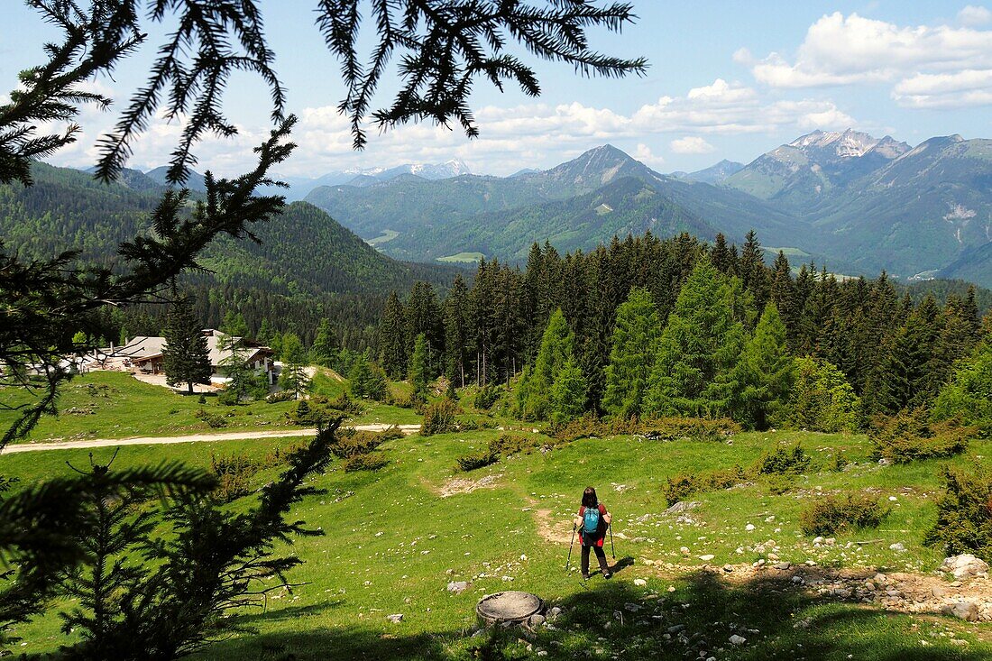 on the Pendling at the Kala-Alm, Thierseetal above Kufstein, Tirol, Austria