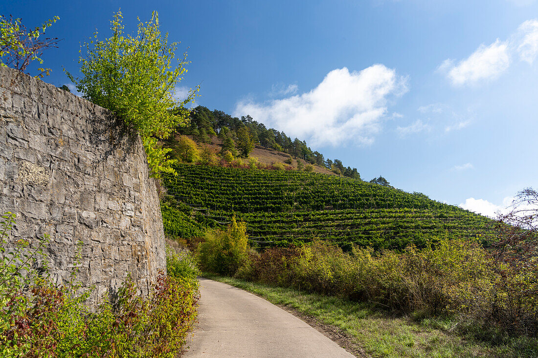 Vineyards on the Benediktusberg with the Tiertalberg nature reserve near Retzbach, Main-Spessart district, Lower Franconia, Bavaria, Germany