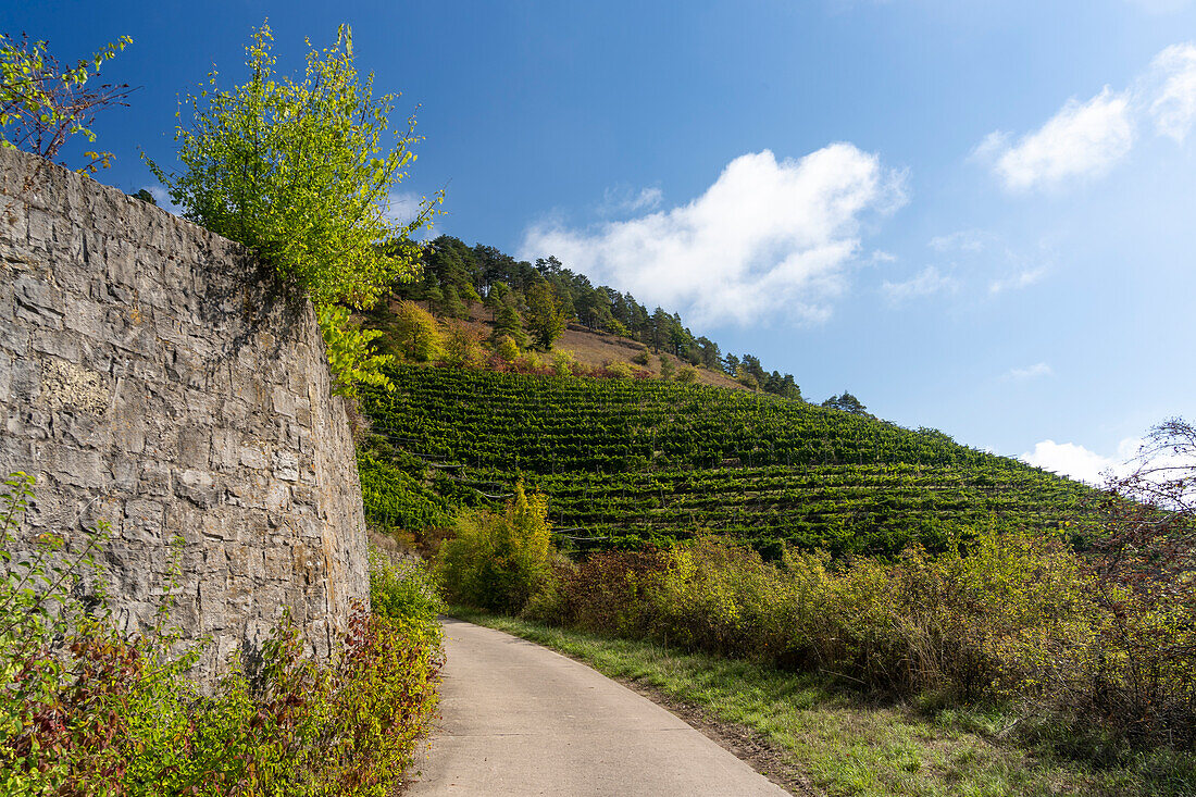 Weinberge am Benediktusberg mit dem Naturschutzgebiet Tiertalberg bei Retzbach, Landkreis Main-Spessart, Unterfranken, Bayern, Deutschland\n