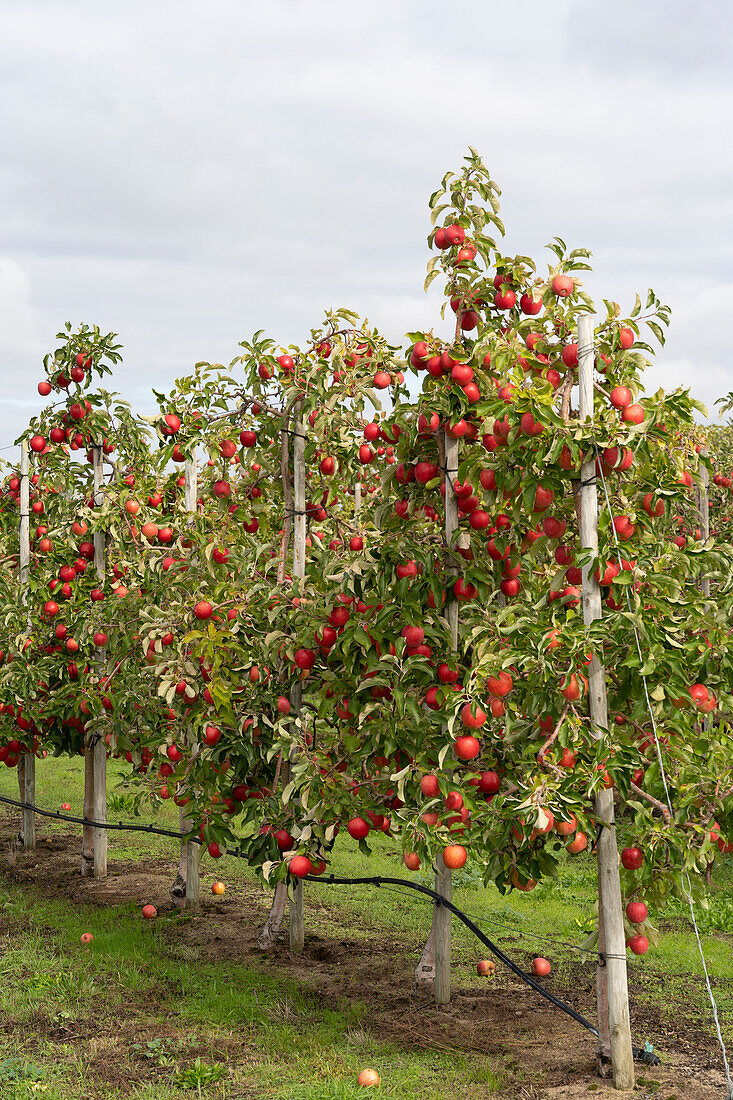 Apple orchard in autumn