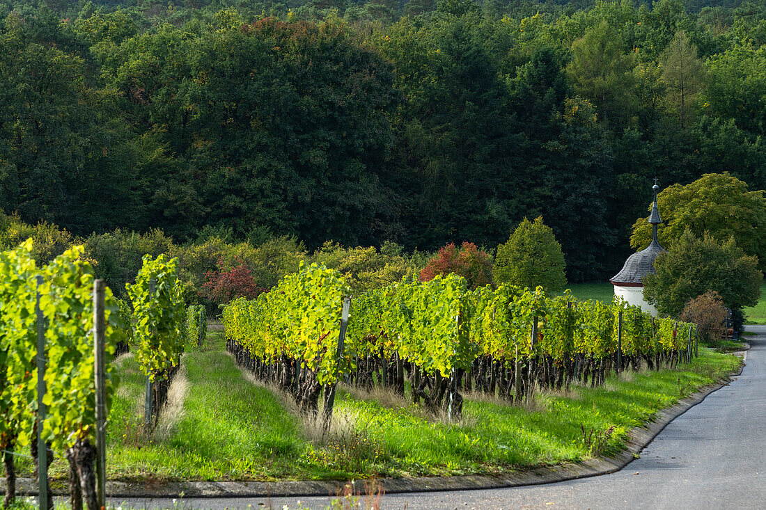 Weinlage Volkacher Ratsherr zwischen Fahr am Main und Volkach an der Volkacher Mainschleife, Landkreis Kitzingen, Unterfanken, Bayern, Deutschland