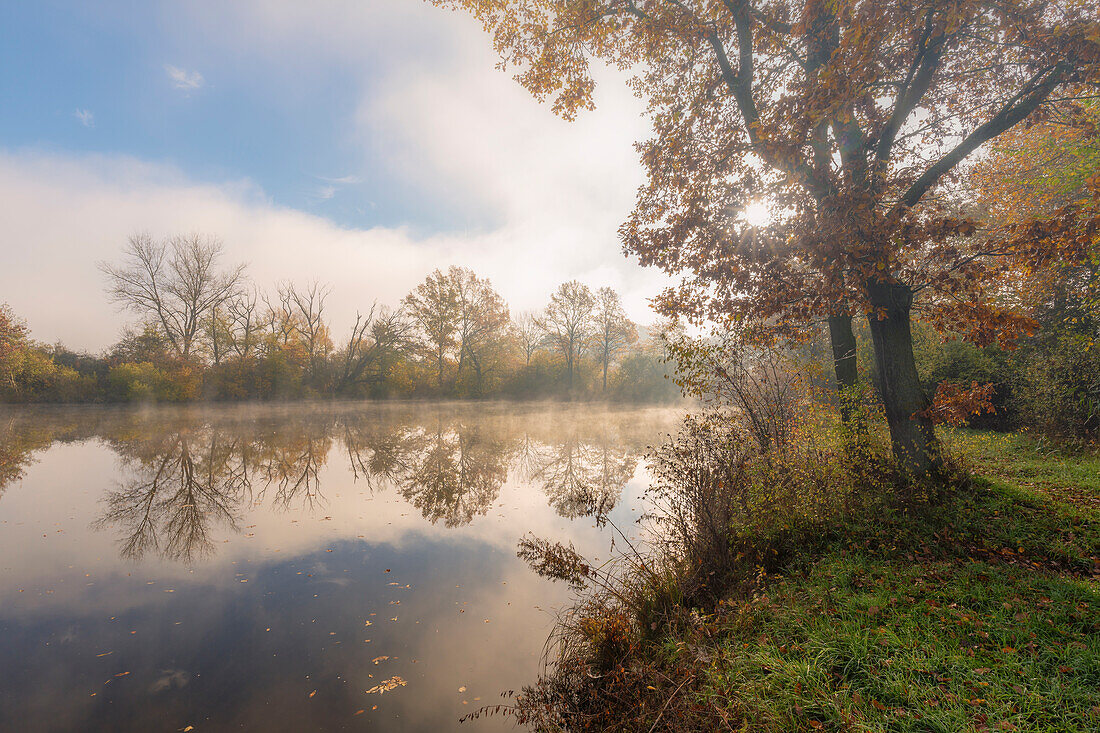 Sunrise in the fog over the Altmain NSG near Grafenrheinfeld, Schweinfurt district, Lower Franconia, Franconia, Bavaria, Germany