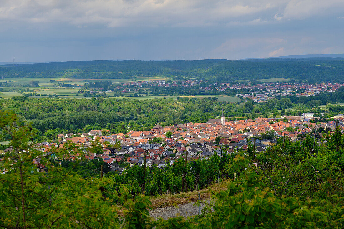 Weinberge bei Thüngersheim, Landkreis Main-Spessart, Unterfranken, Bayern, Deutschland