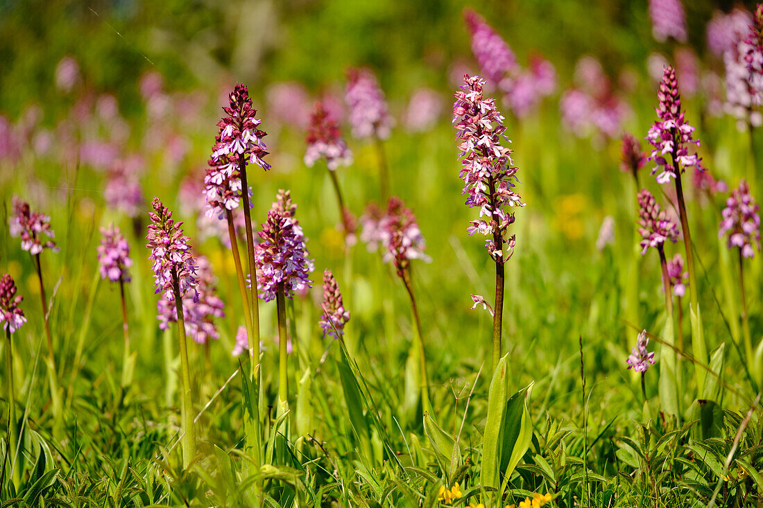 purple orchid, Orchis purpurea,