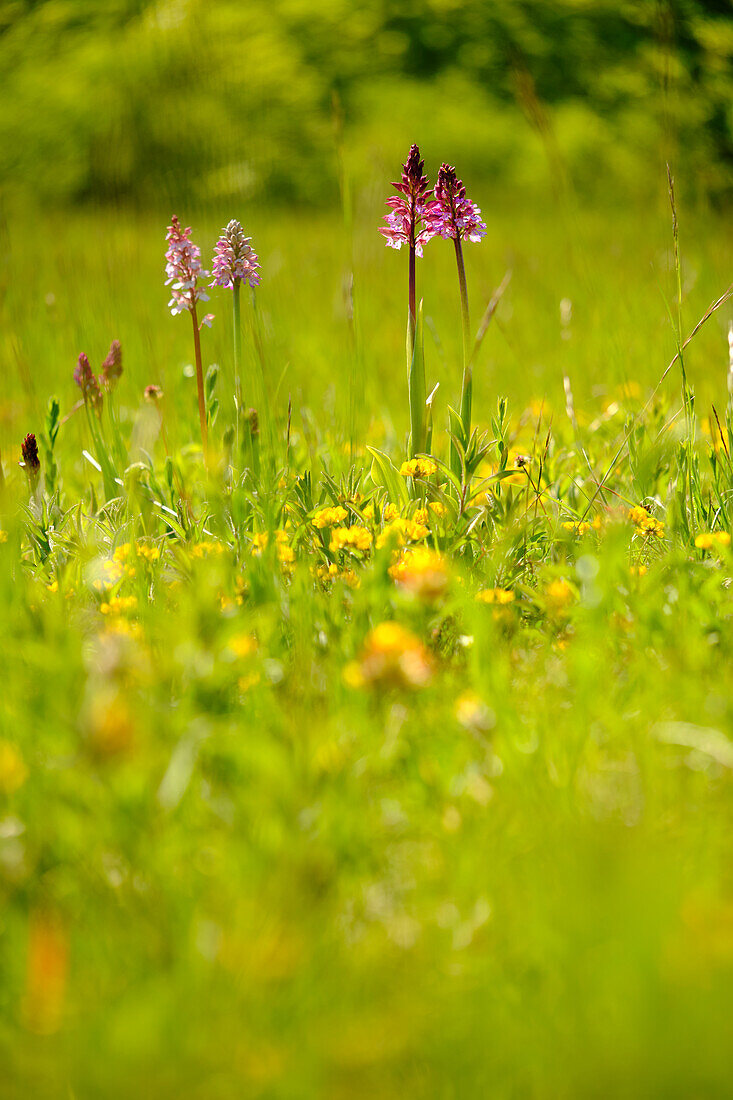 purple orchid, Orchis purpurea,