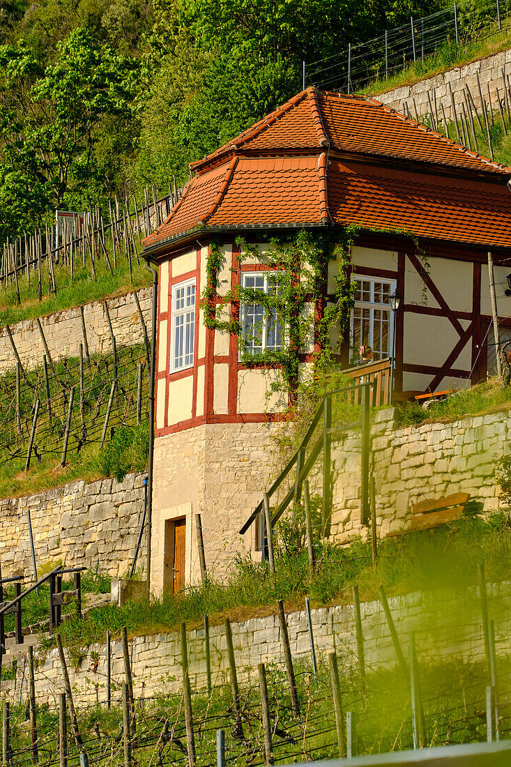 Ducal vineyard below Neuenburg Castle near Freyburg an der Unstrut, Burgenlandkreis, Saxony-Anhalt, Germany