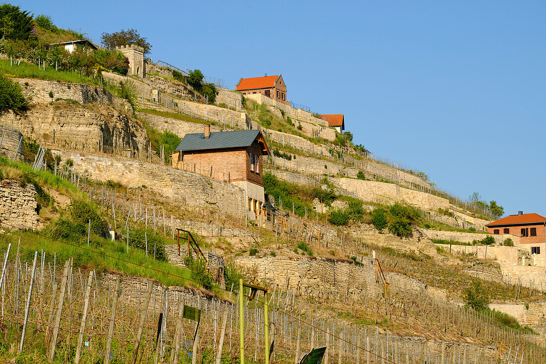 Der Schweigenberg - ein einmaliger Weinberg bei Freyburg/Unstrut, Burgenlandkreis, Sachsen-Anhalt, Deutschland