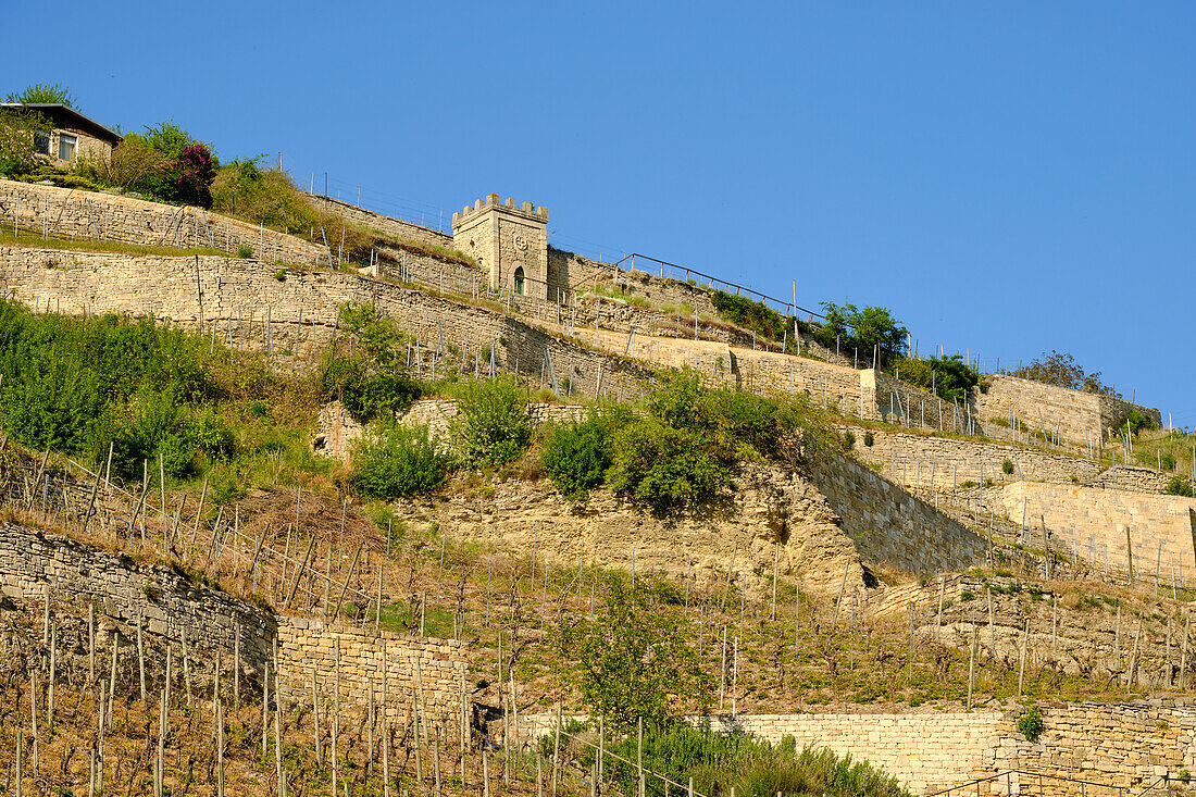 The Schweigenberg - a unique vineyard near Freyburg/Unstrut, Burgenlandkreis, Saxony-Anhalt, Germany