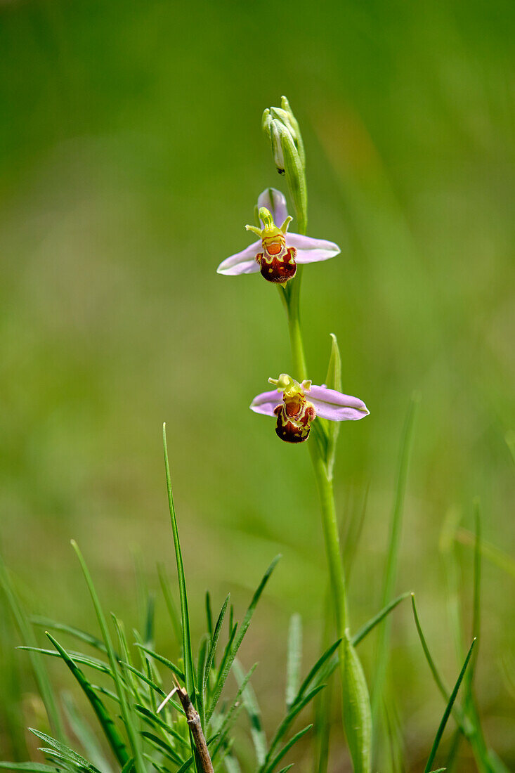 Bienen-Ragwurz, Ophrys apifera, Bienenragwurz
