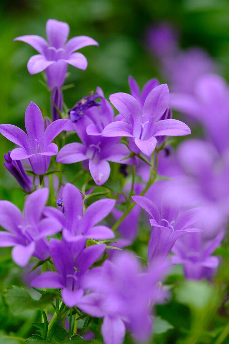 bluebells