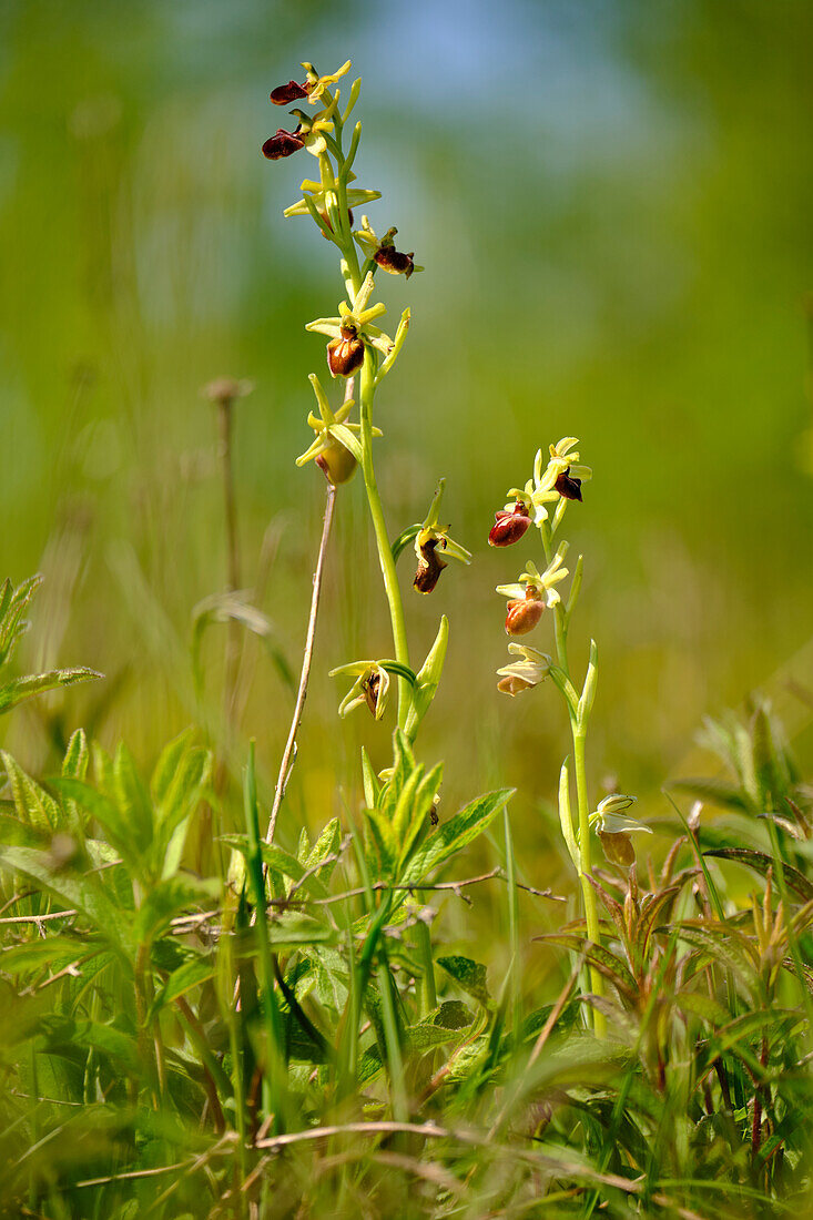 Large spider orchid, Ophrys sphegodes,