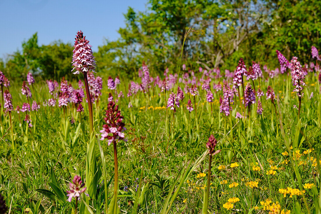 Purpur-Knabenkraut, Orchis purpurea