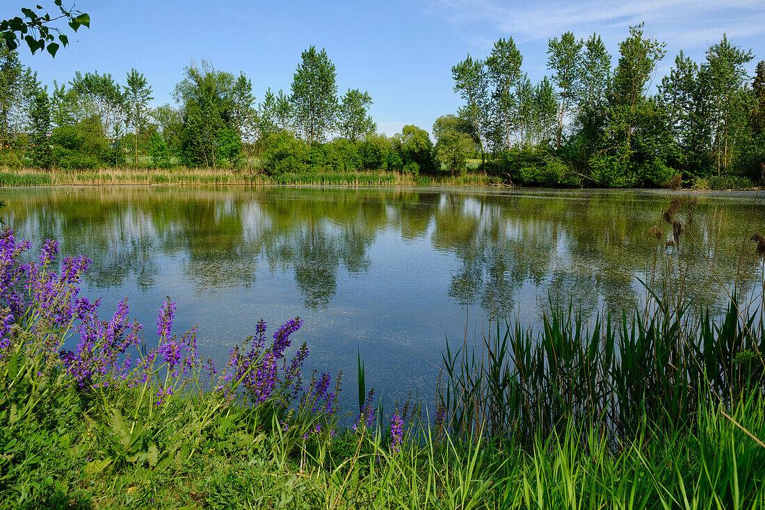 Der Bürgleinsee bei Grettstadt, Landkreis Schweinfurt, Unterfranken, Franken, Bayern, Deutschland\n