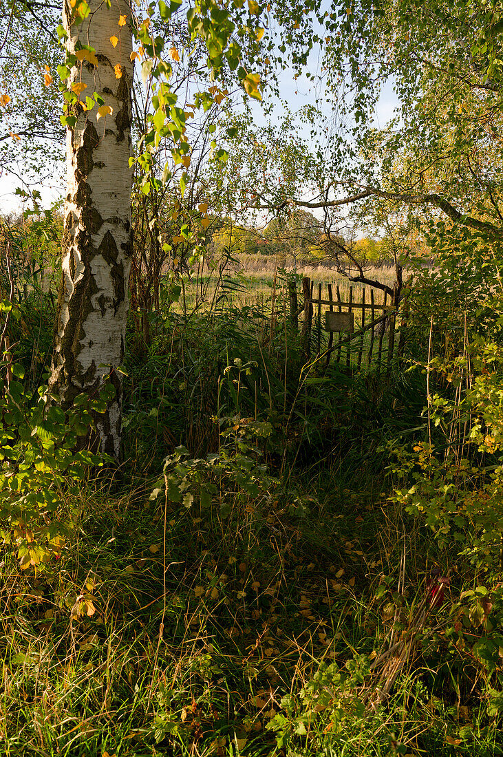 Naturschutzgebiet Haselbacher Teiche bei Haselbach, Landkreis Altenburger Land, Thüringen, Deutschland