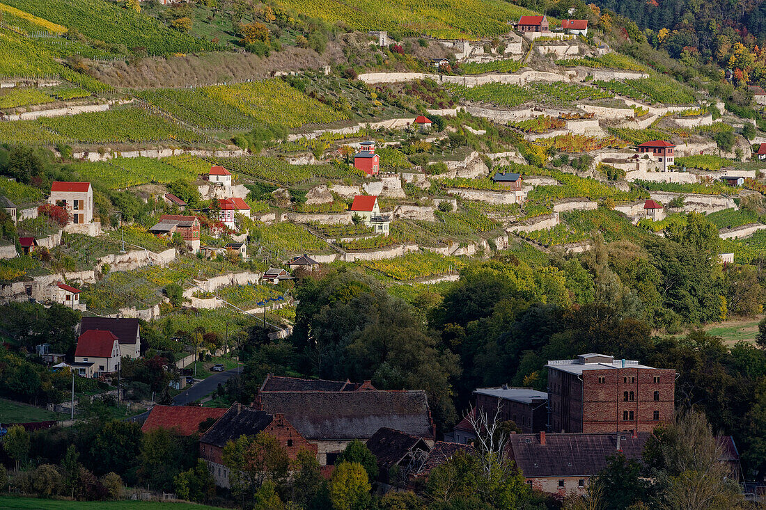 Der Schweigenberg - ein einmaliger Weinberg bei Freyburg/Unstrut, Burgenlandkreis, Sachsen-Anhalt, Deutschland