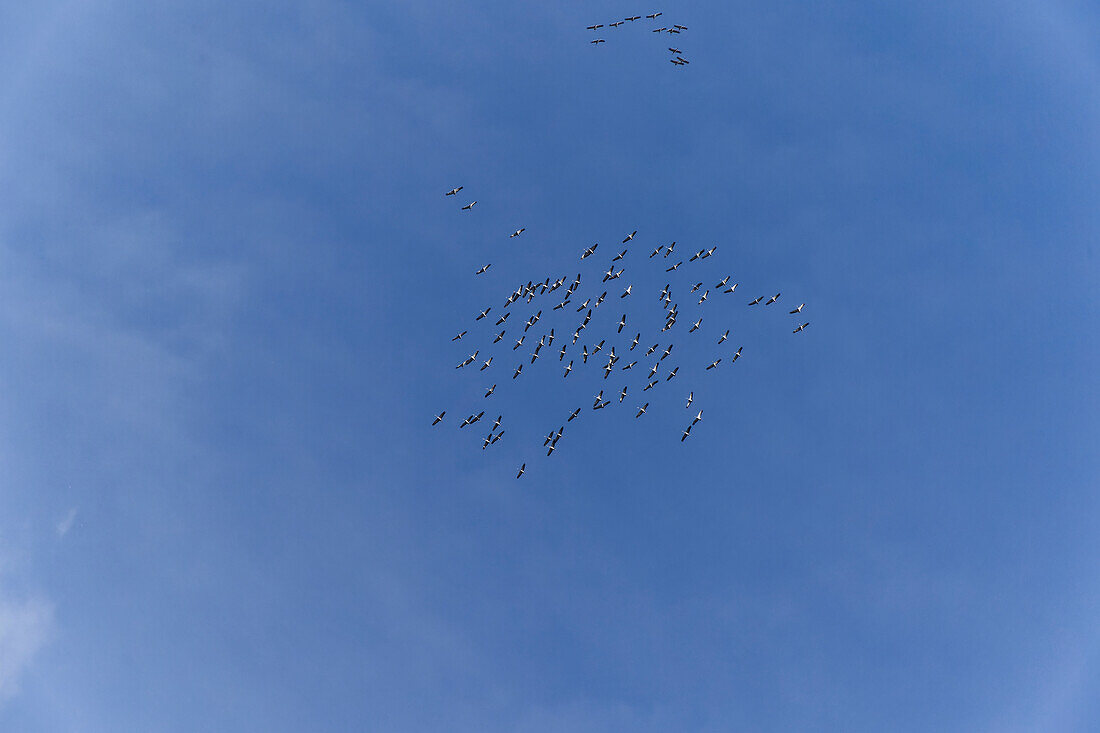 Common Crane, Grus grus, Gray Crane, Eurasian Crane