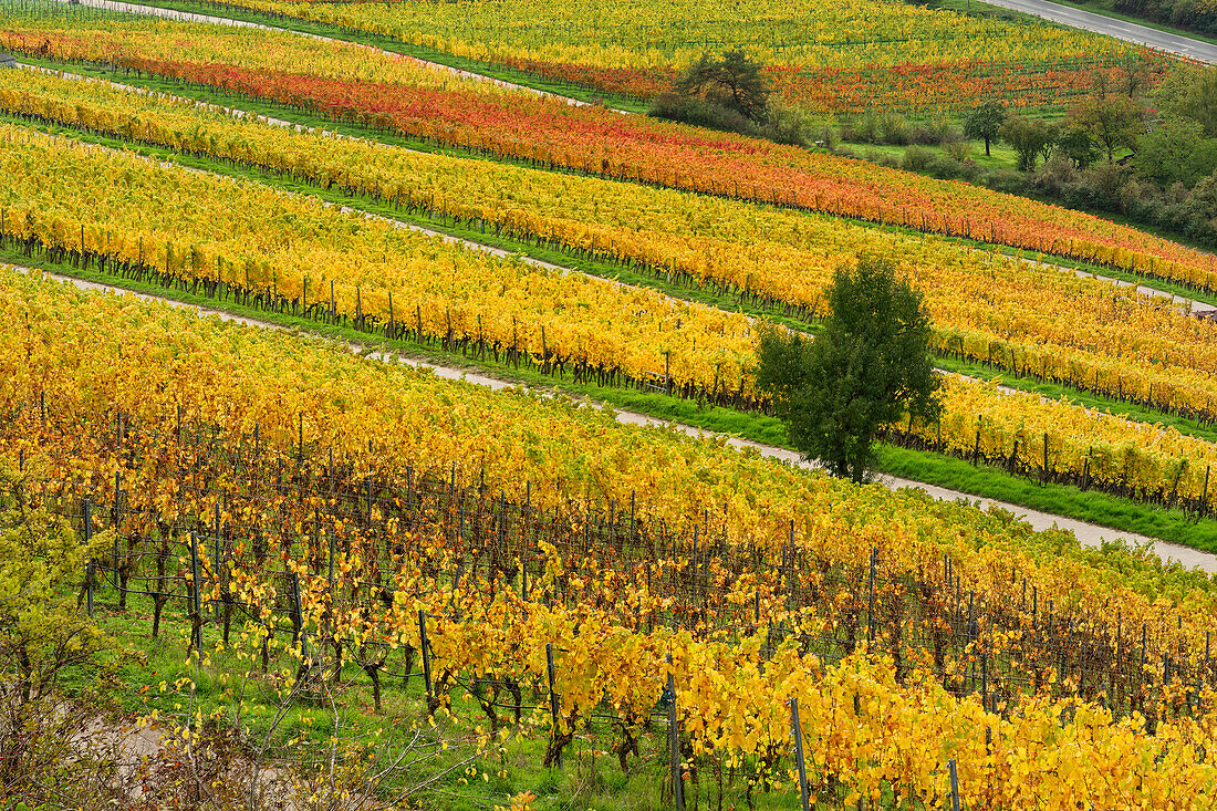 Vineyards and landscape at the wine-growing town of Randersacker am Main near Würzburg, Würzburg district, Unterfanken, Bavaria, Germany