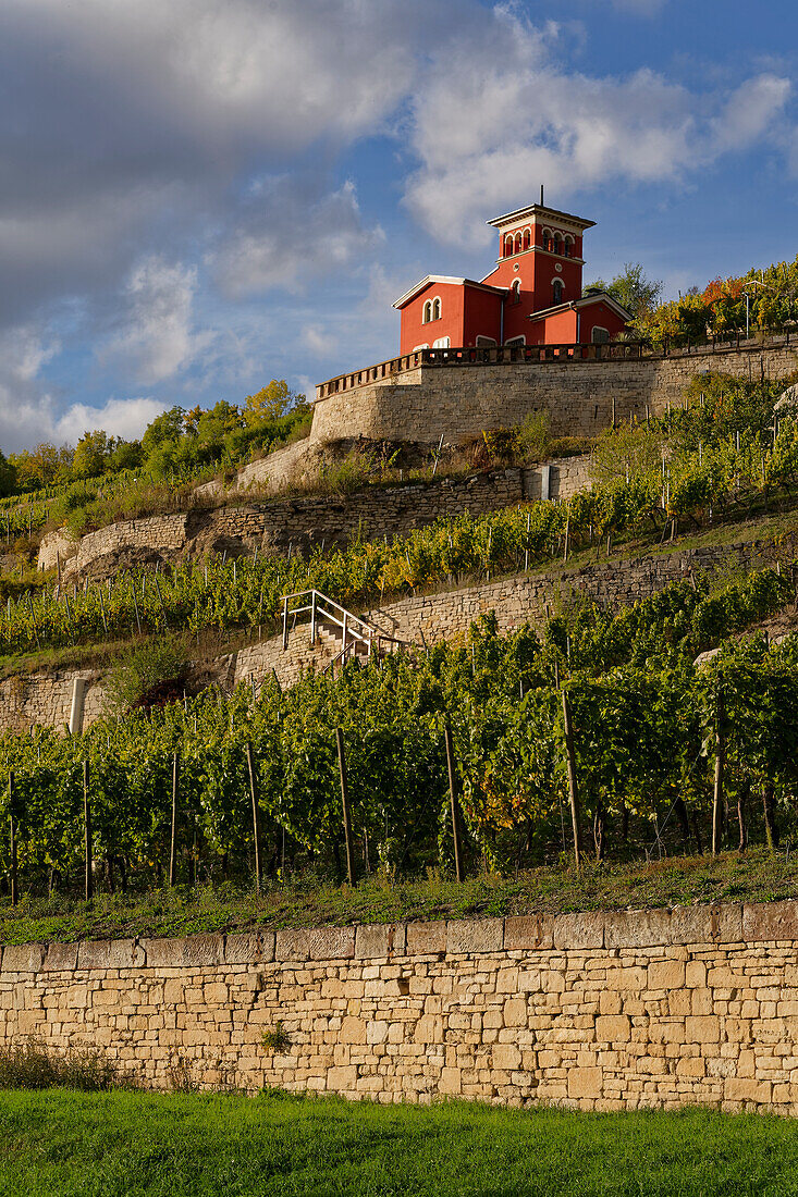 Der Schweigenberg - ein einmaliger Weinberg bei Freyburg/Unstrut, Burgenlandkreis, Sachsen-Anhalt, Deutschland