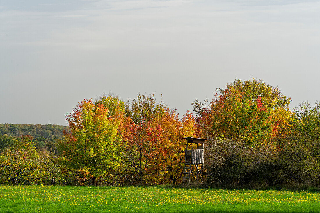 Weinberge und Landschaft beim Winzerort Randersacker am Main bei Würzburg, Landkreis Würzburg, Unterfanken, Bayern, Deutschland