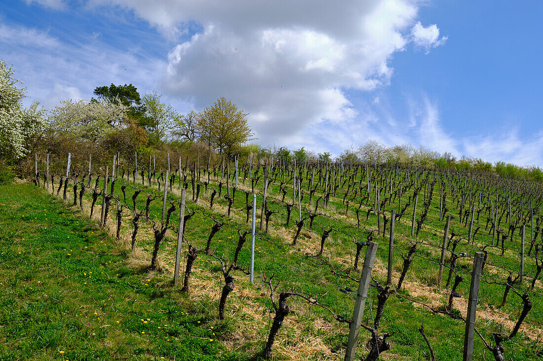 Vineyards and landscape at the wine-growing town of Randersacker am Main near Würzburg, Würzburg district, Unterfanken, Bavaria, Germany