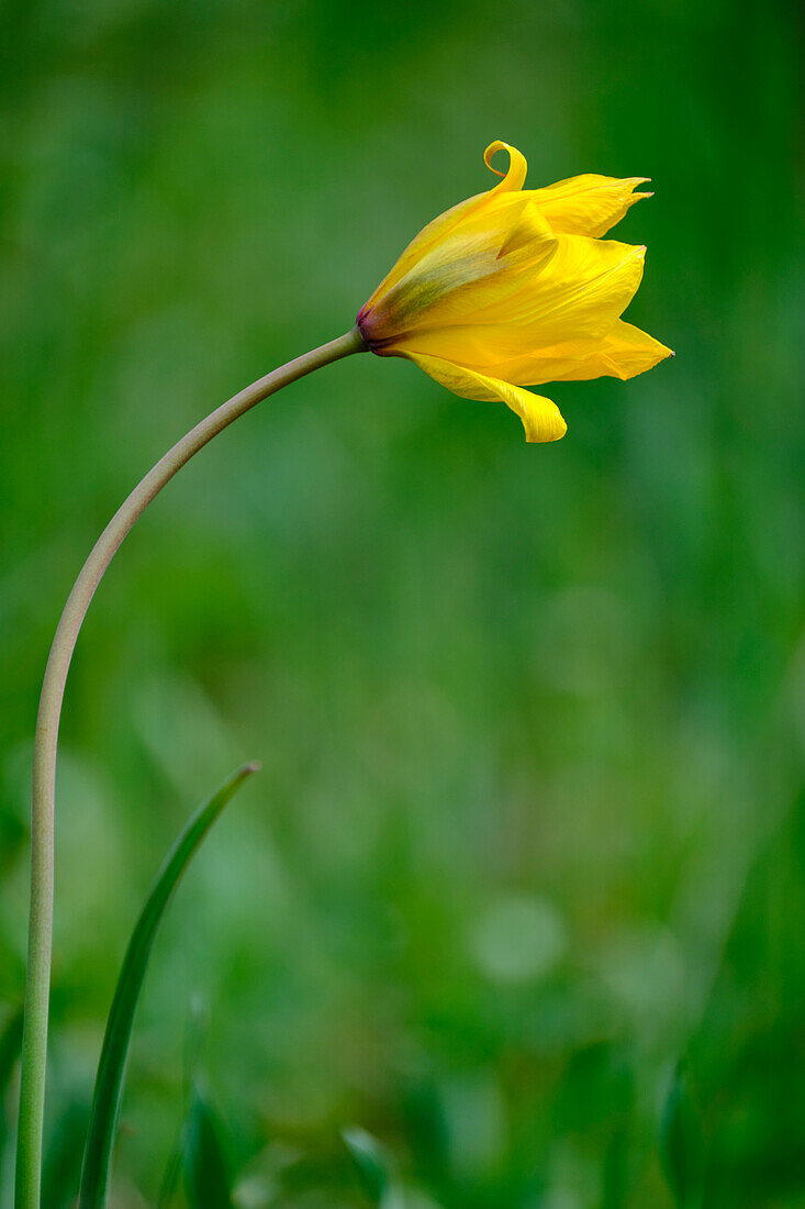 Wild Tulip, Wild Tulip, Vineyard Tulip, Vineyard Tulip, Woodland Tulip, Tulipa sylvestris