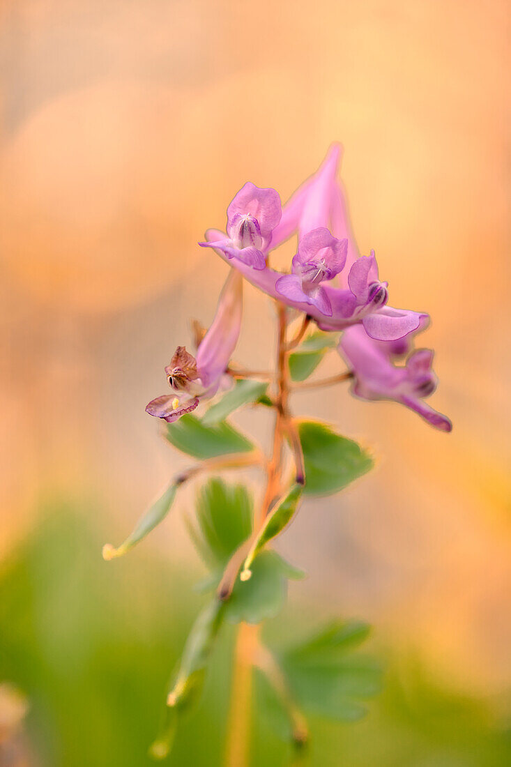 Hohler Lerchensporn, Corydalis cava, Hohlknolliger  Lerchensporn