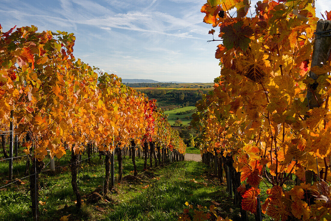 Vineyard Volkacher Ratsherr between Fahr am Main and Volkach on the Volkacher Mainschleife, district of Kitzingen, Unterfranken, Bavaria, Germany