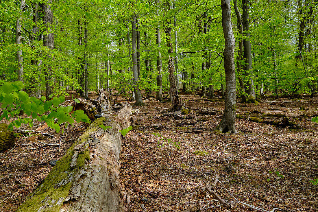 Rohrberg nature reserve in the Spessart nature park, Aschaffenburg district, Lower Franconia, Franconia, Bavaria, Germany