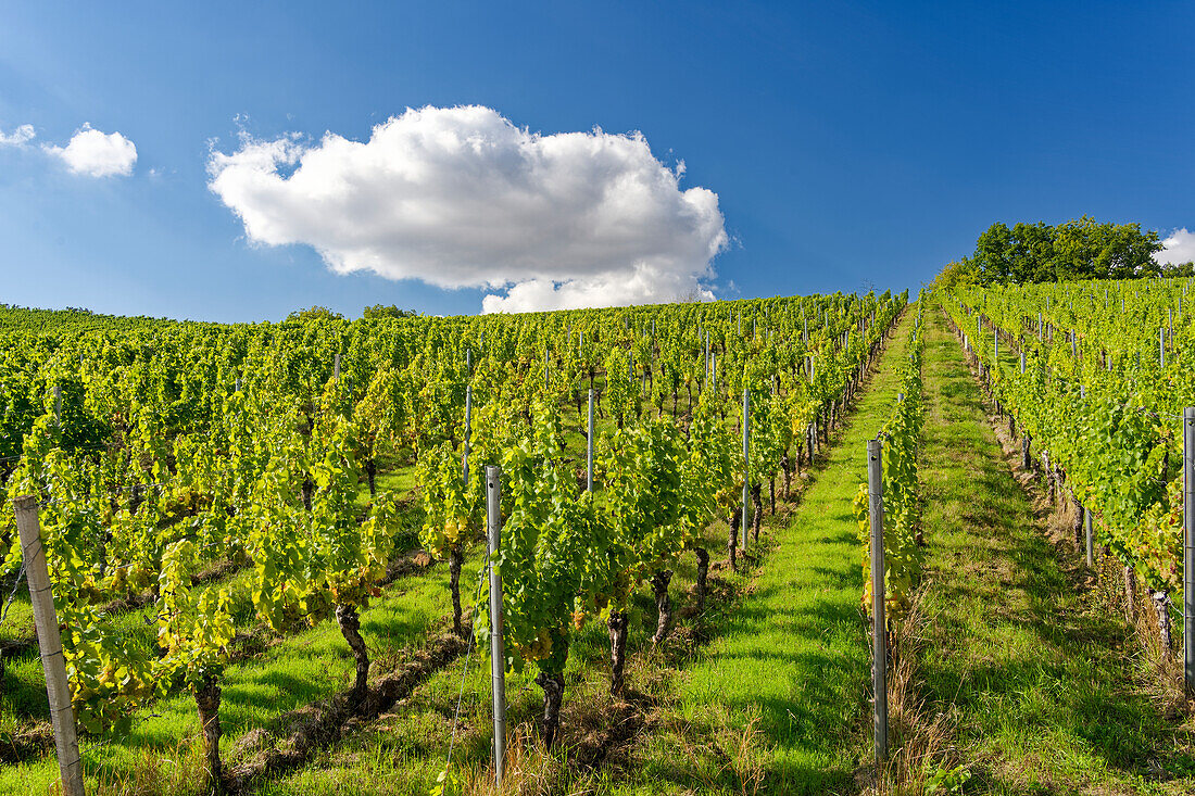 Weinlage Maustal beim Weinort Sulzfeld am Main, Landkreis Kitzingen, Unterfranken, Franken, Bayern, Deutschland\n