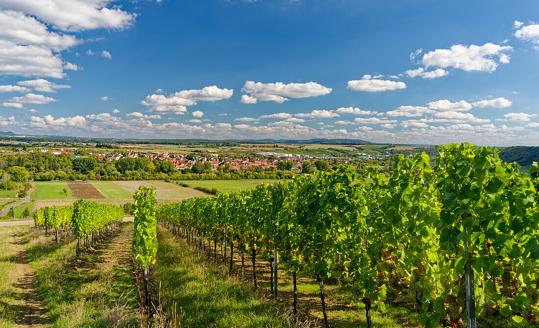 Weinlage Maustal beim Weinort Sulzfeld am Main, Landkreis Kitzingen, Unterfranken, Franken, Bayern, Deutschland\n