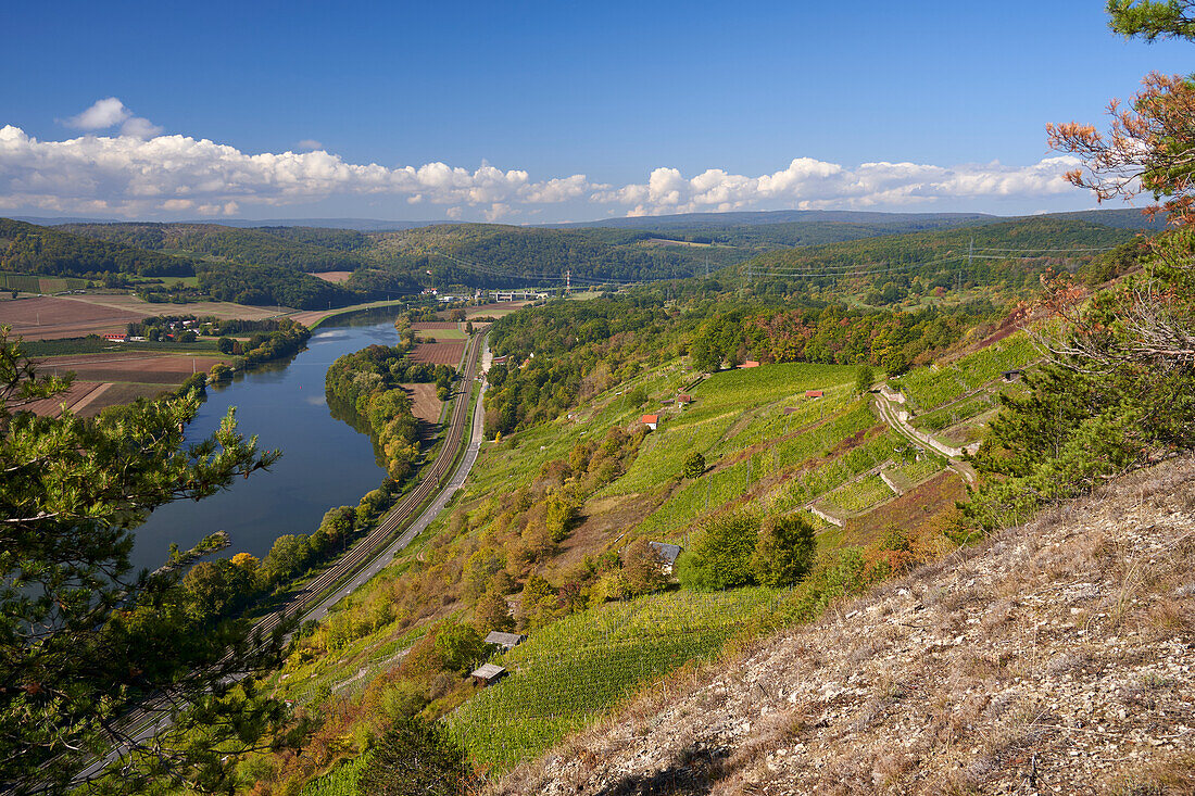 Vineyard terraces between Gambach and Karlstadt in the Grainberg-Kalbenstein nature reserve, Main-Spessart district, Lower Franconia, Bavaria, Germany