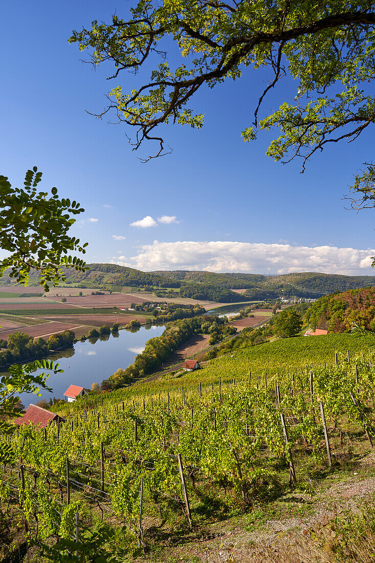 Weinbergterrassen zwischen Gambach und Karlstadt im Naturschutzgebiet Grainberg-Kalbenstein, Landkreis Main-Spessart, Unterfranken, Bayern, Deutschland