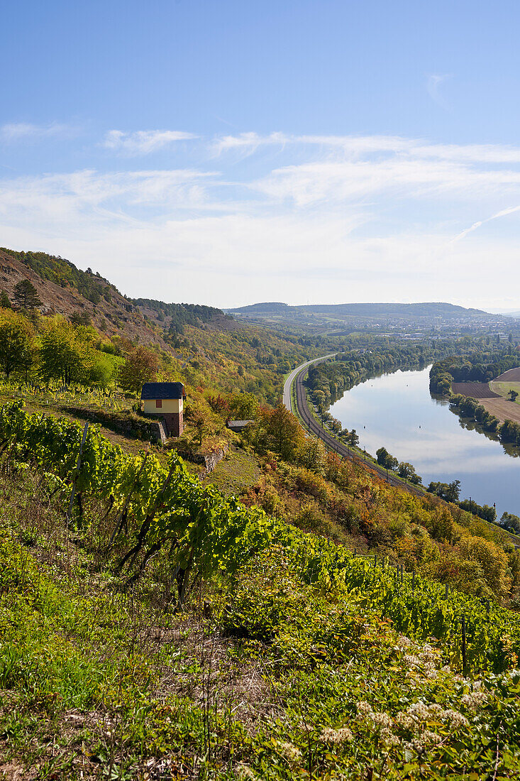 Vineyard terraces between Gambach and Karlstadt in the Grainberg-Kalbenstein nature reserve, Main-Spessart district, Lower Franconia, Bavaria, Germany