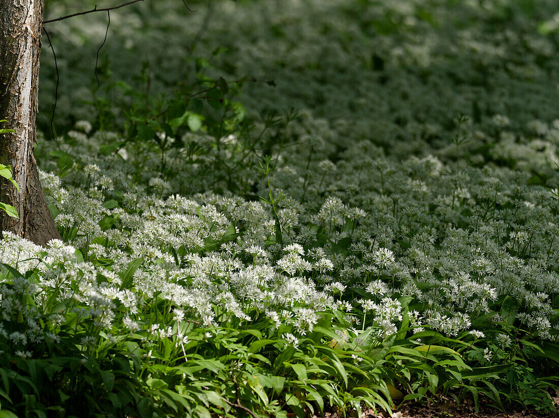 Bärlauch, Allium ursinum, im Auwald
