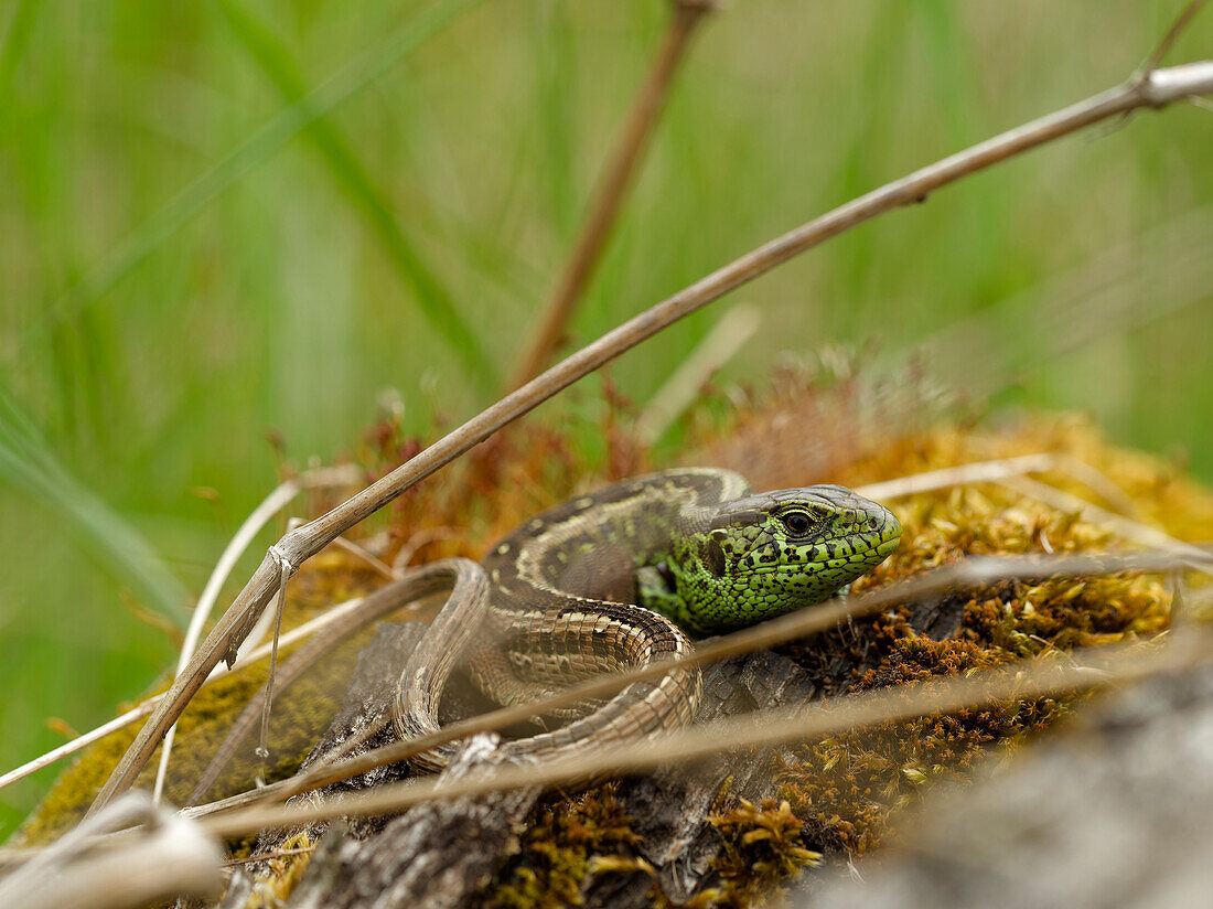 sand lizard, Lacerta agilis