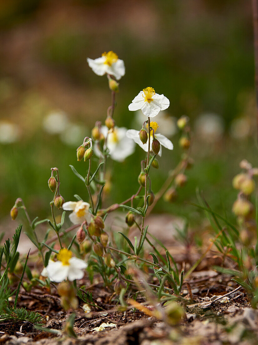 Apenninen-Sonnenröschen, Helianthemum apenninum