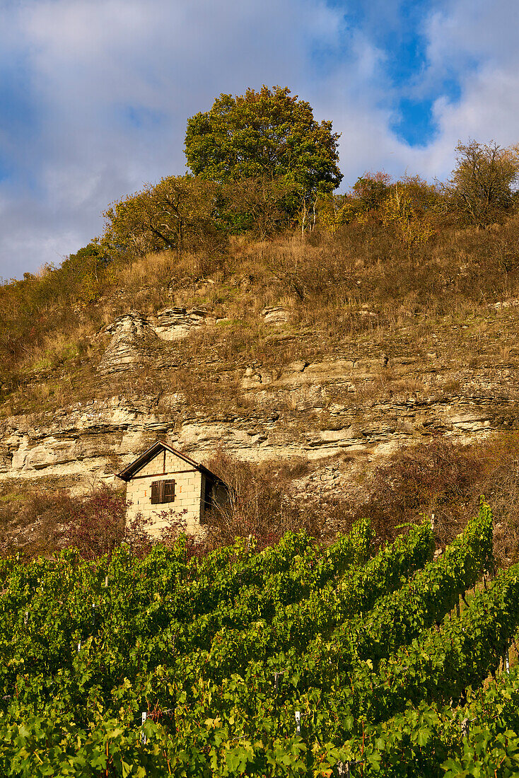 Mainprallhang unterhalb der Weinberge von Stetten und das Maintal zwischen Himmelstadt am Main und Karlstadt am Main, Landkreis Main-Spessart, Unterfranken, Bayern, Deutschland