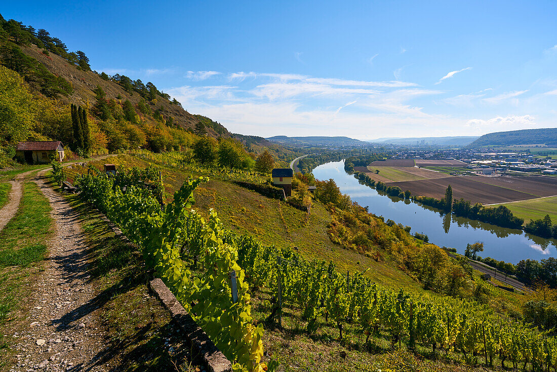 Naturschutzgebiet Grainberg-Kalbenstein am Main bei Karlstadt, Landkreis Main-Spessart, Unterfranken, Bayern, Deutschland