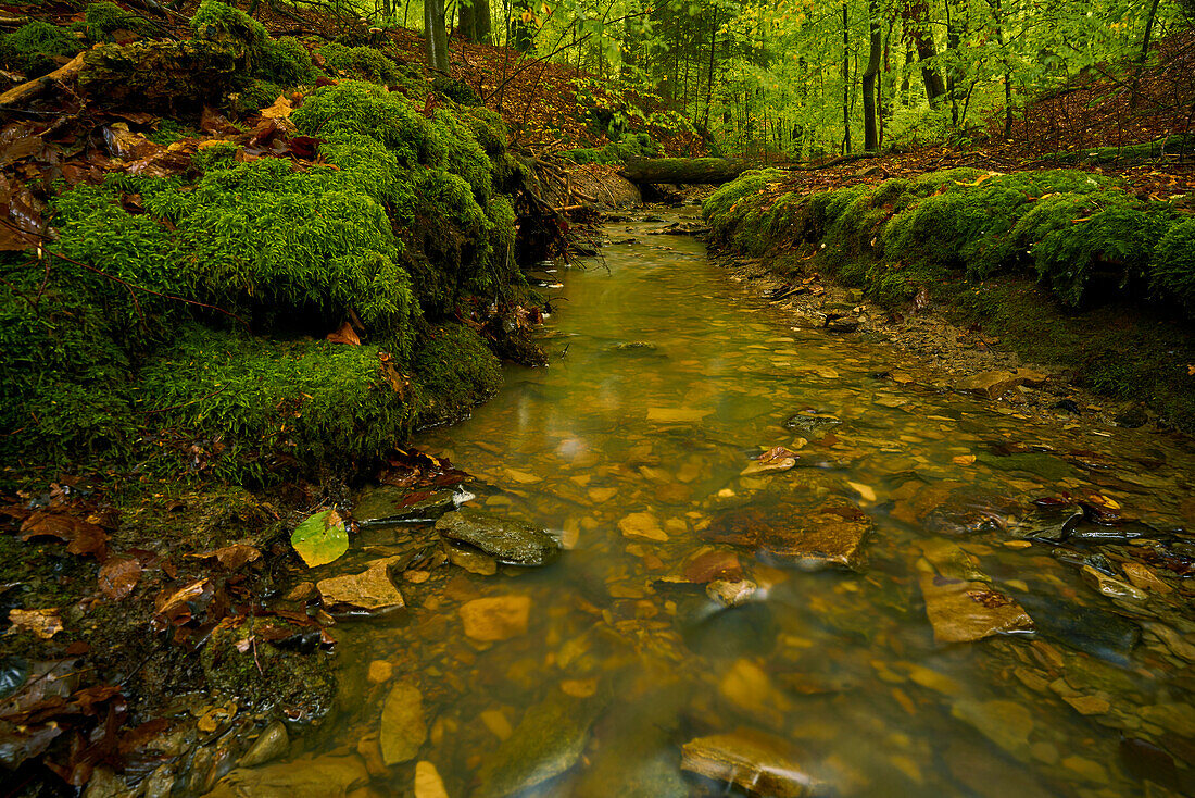 Der Erlesbach im Waldschutzgebiet Wotansborn im Naturpark Steigerwald, Rauhenebrach, Landkreis Haßberge, Unterfranken, Franken, Deutschland