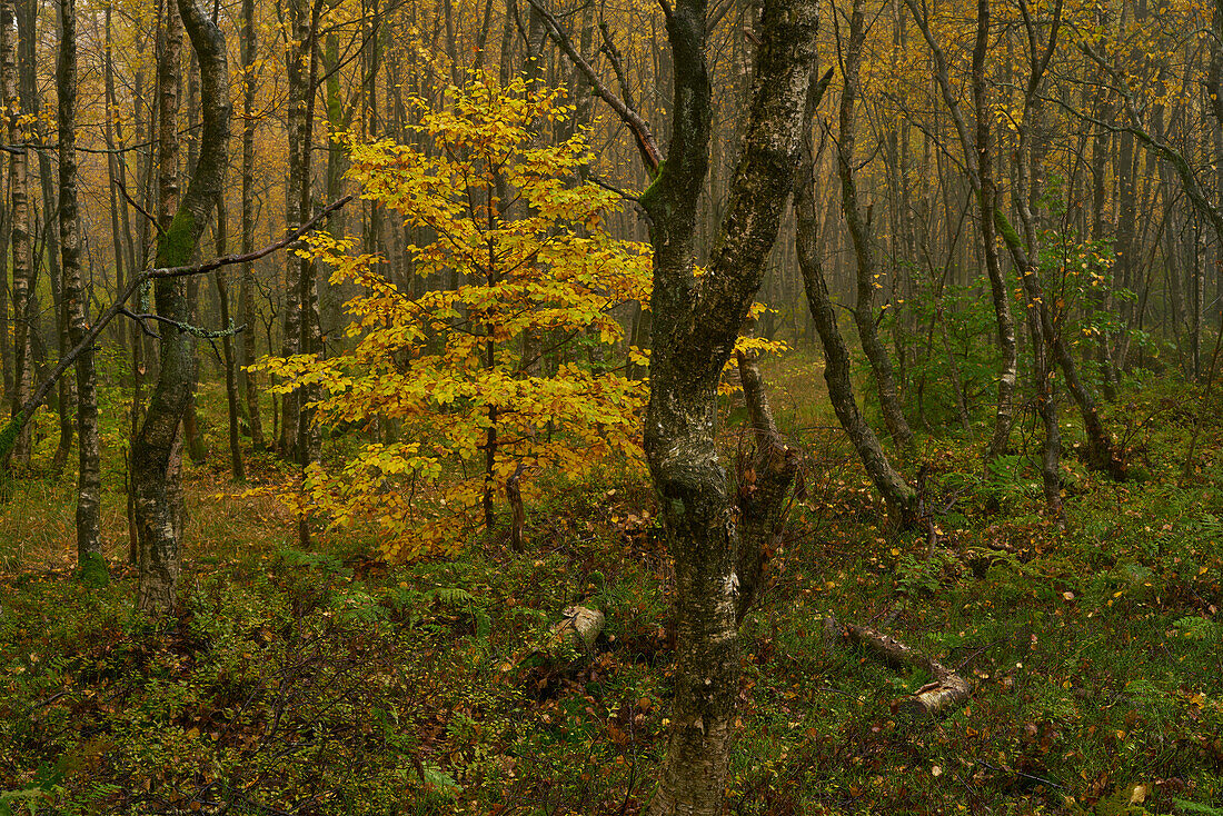 Fog in the Rotes Moor nature reserve in autumn, Rhön biosphere reserve, Fulda district, Hesse, Germany