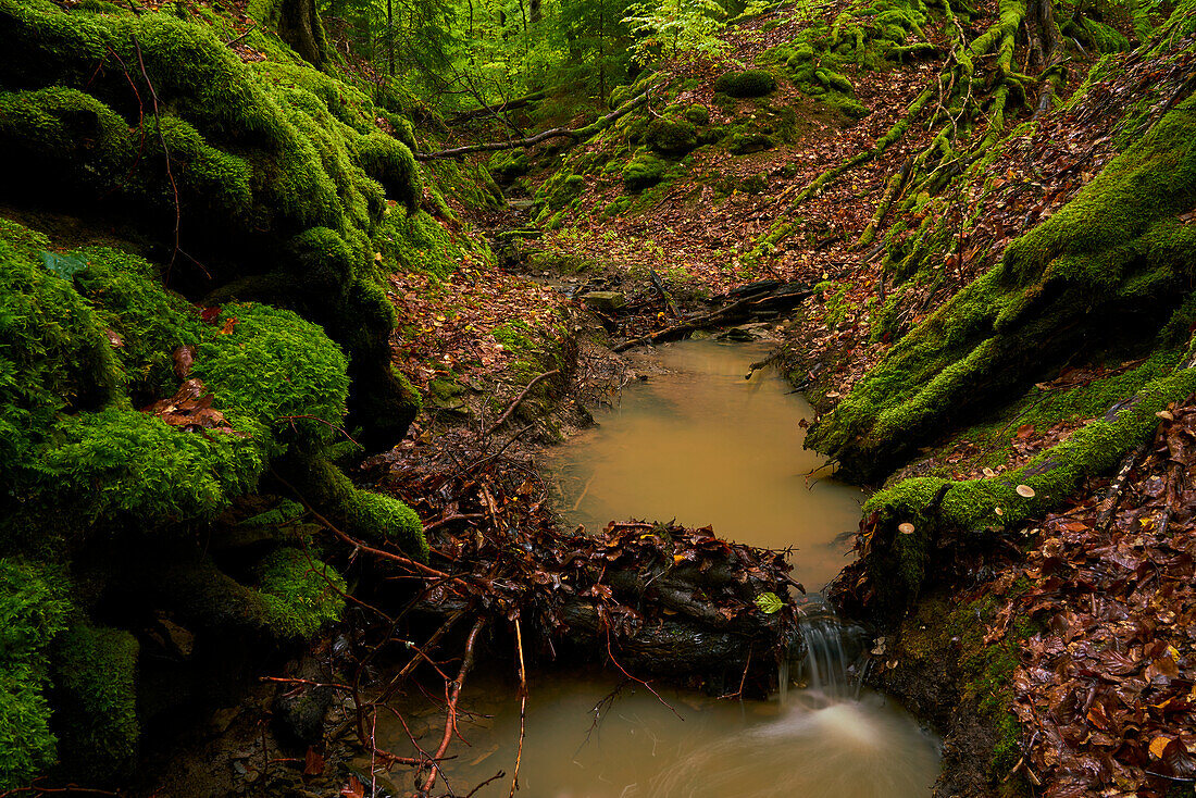 Der Erlesbach im Waldschutzgebiet Wotansborn im Naturpark Steigerwald, Rauhenebrach, Landkreis Haßberge, Unterfranken, Franken, Deutschland