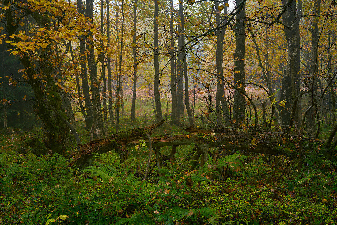 Fog in the Rotes Moor nature reserve in autumn, Rhön biosphere reserve, Fulda district, Hesse, Germany