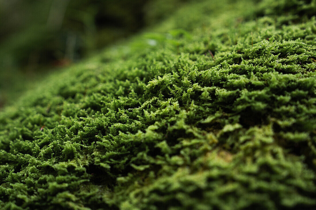 Mossy forest floor, Gunzesried, Germany