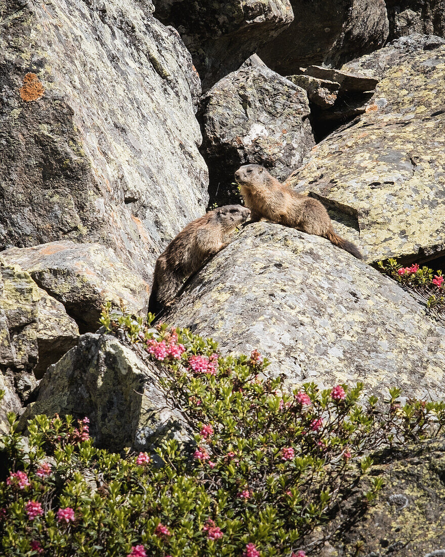 Marmots in the Stubai Alps, Neustift im Stubaital, Austria