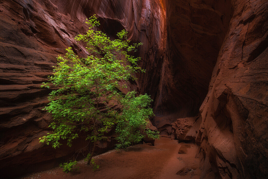 Small green tree stands in narrow canyon with red rock walls.
