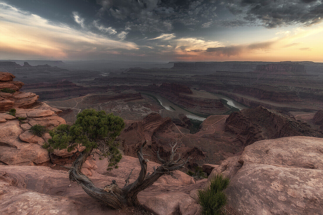 Sonnenuntergang Ausblick in Canyon am Dead Horse Point State Park. Alter verwachsener Baum im Vordergrund, Utah, USA