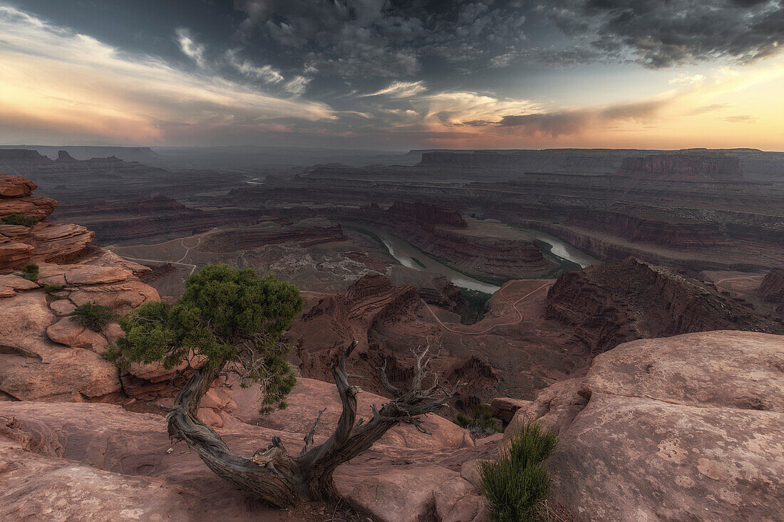 Sunset view in canyon at Dead Horse Point. Old overgrown tree in the foreground.
